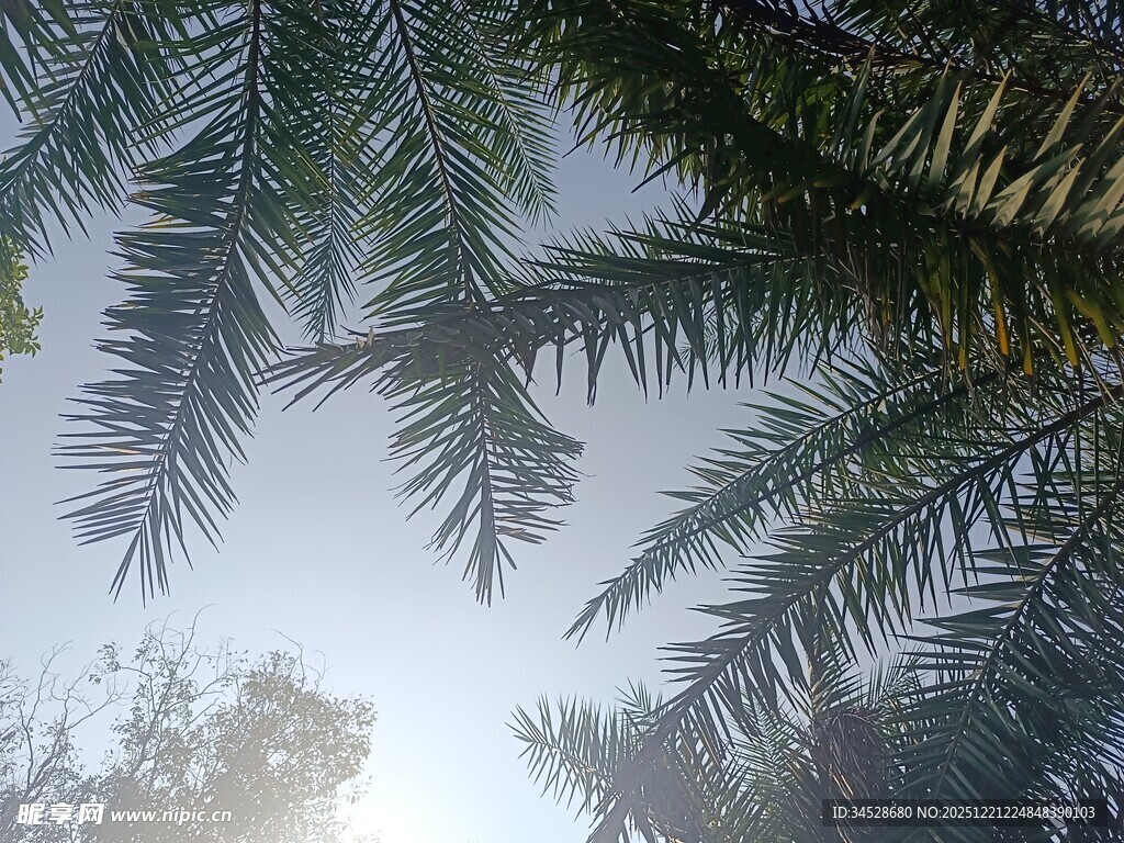 仰视下的棕榈树叶