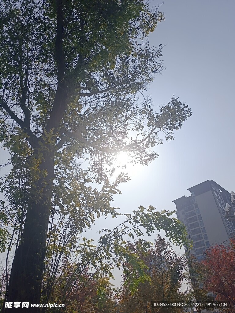 阳光透过树木洒向城市