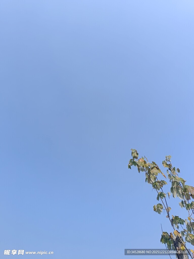 蓝天映衬下的枝叶