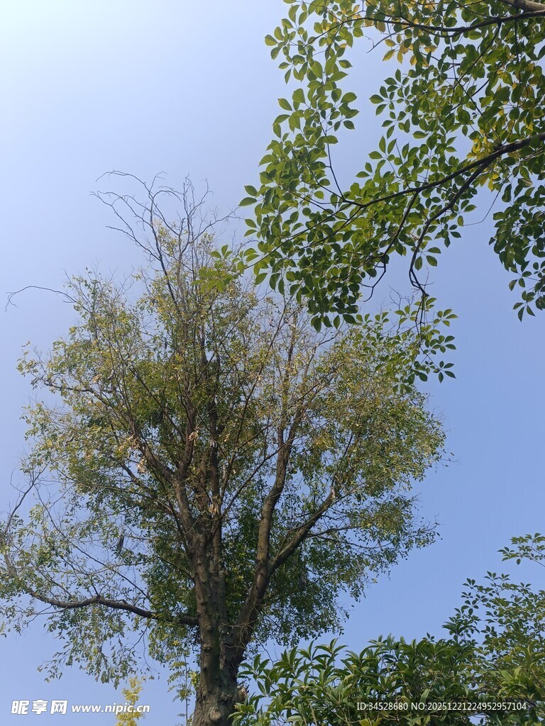 蓝天绿树间的生机景象