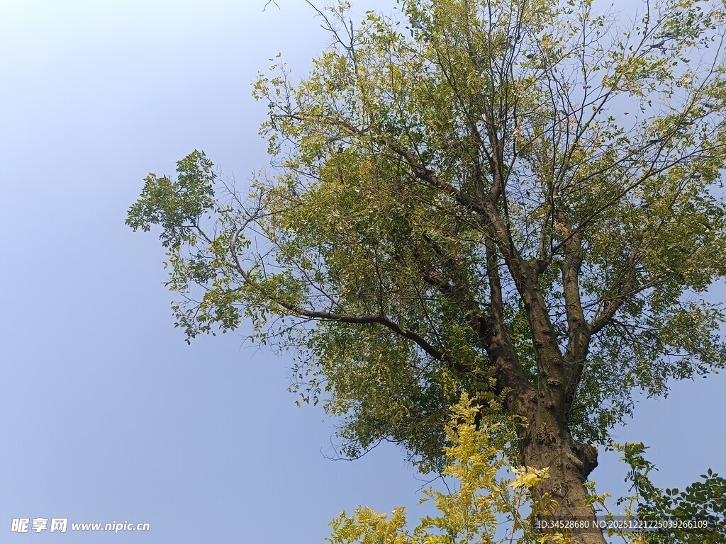 仰望蓝天中的葱郁大树