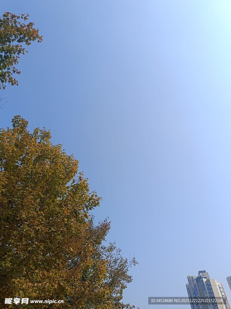 秋日树梢与高楼蓝天