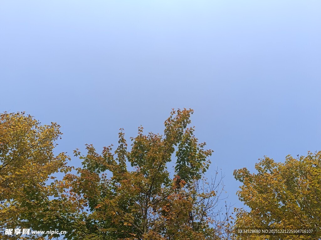 秋日树梢与晴朗天空