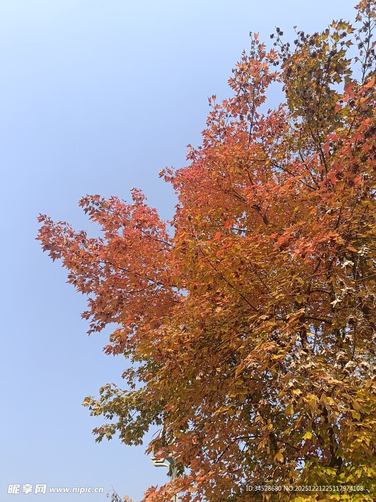 秋日红枫映蓝天