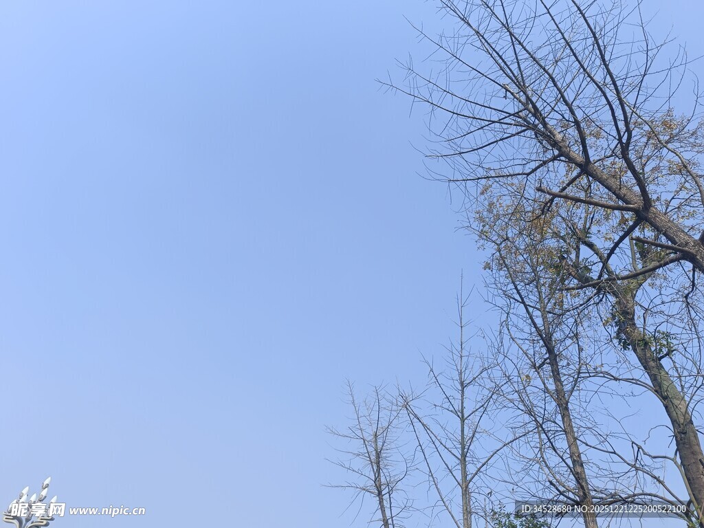 冬日枯树映蓝天