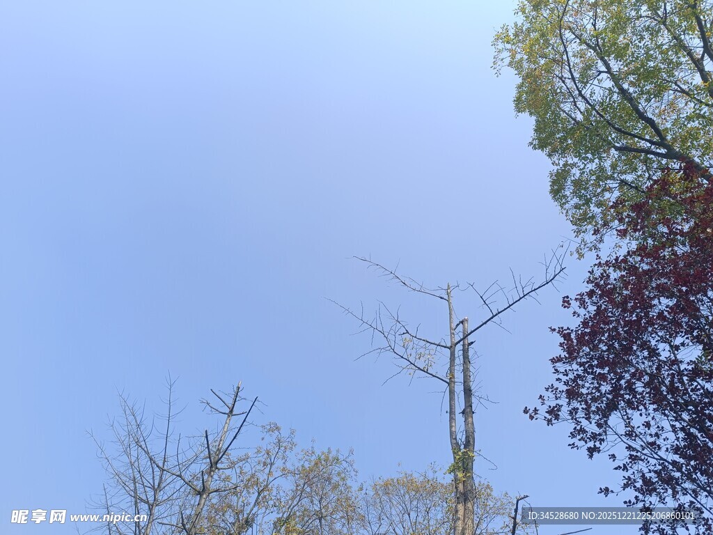 蓝天映衬下的多彩树木