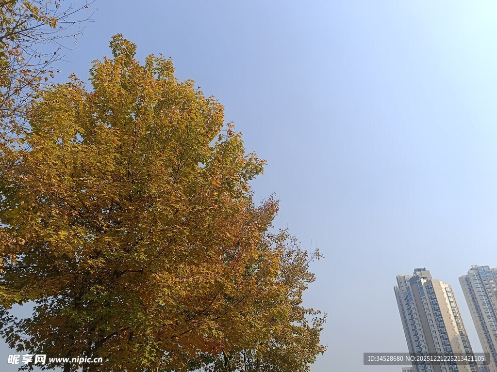 秋日城市中的金黄树木