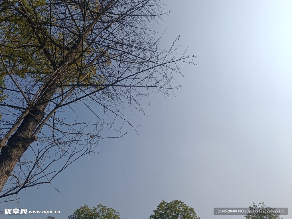 冬日枯树与朦胧天空