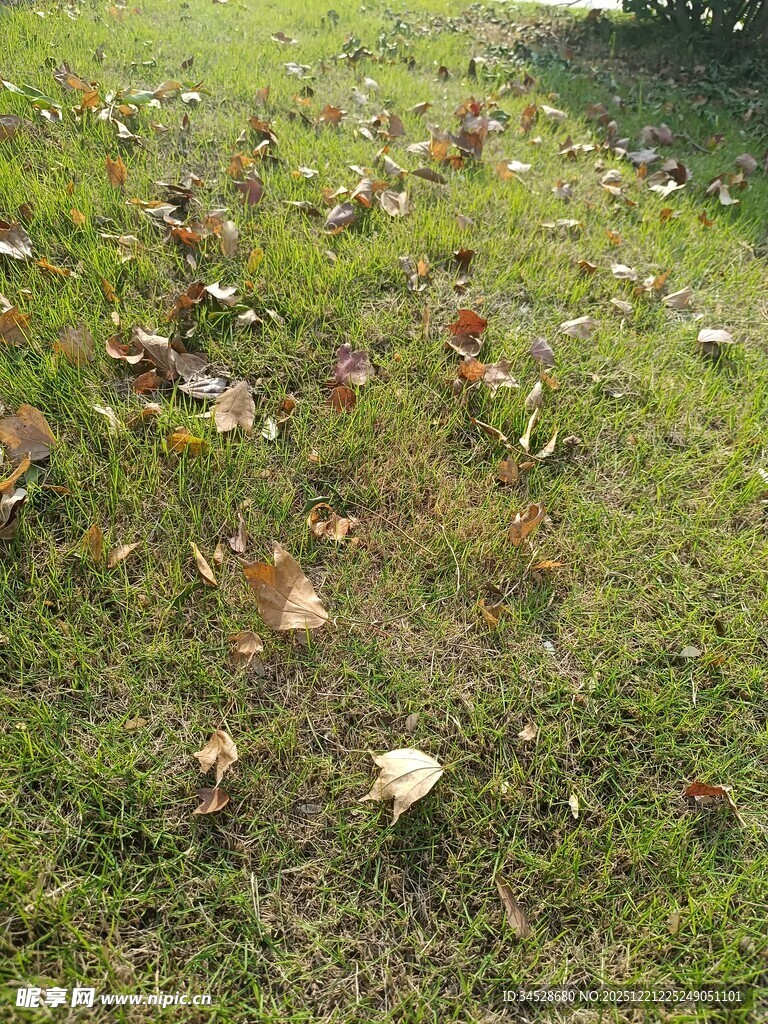 草地上散落的多彩落叶
