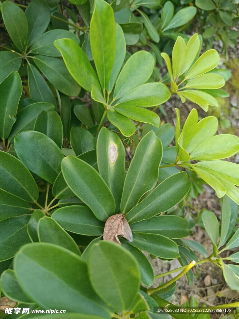 翠绿繁茂的海桐叶