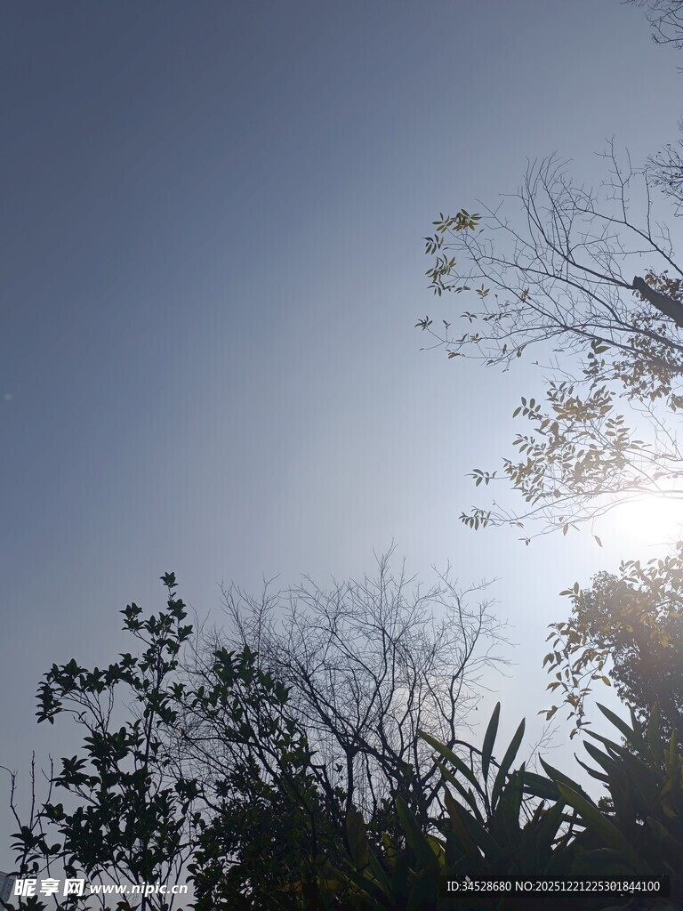 阳光穿透枝叶的天空景象