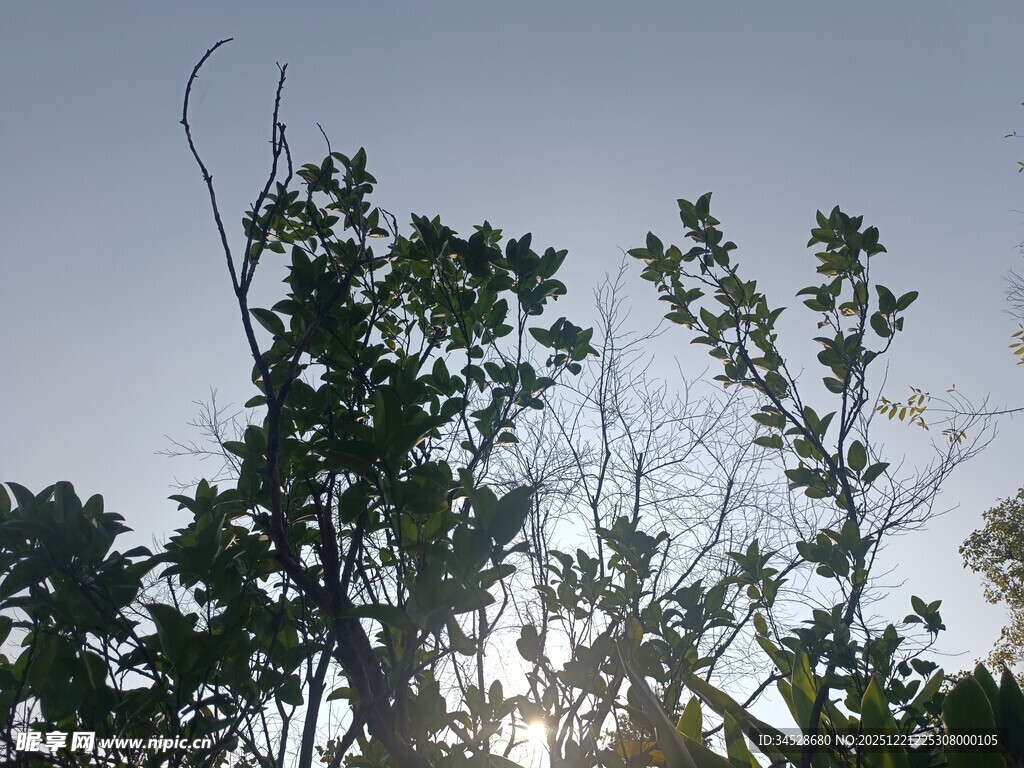 夕阳下的树梢剪影