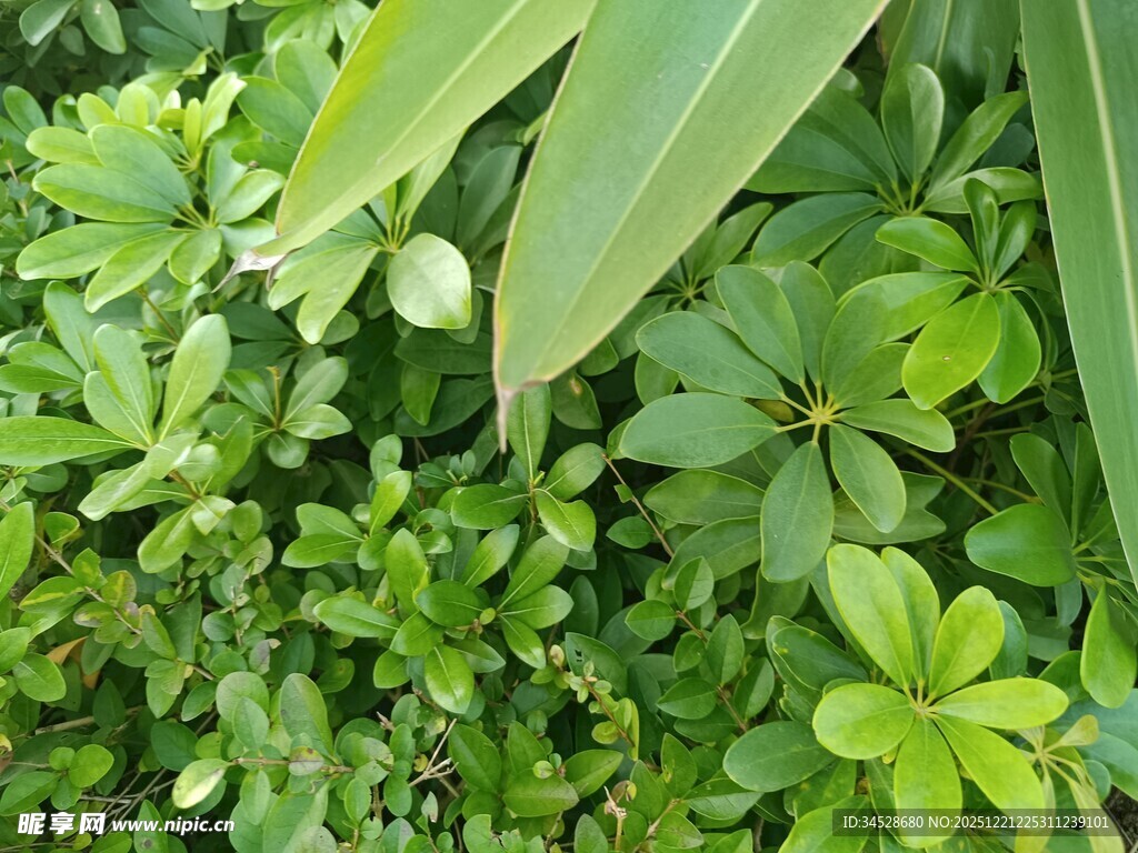 翠绿繁茂的多样植物景观