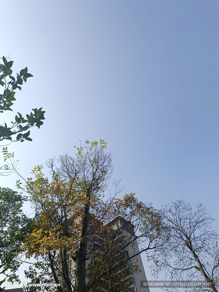 秋日树木与高楼景象