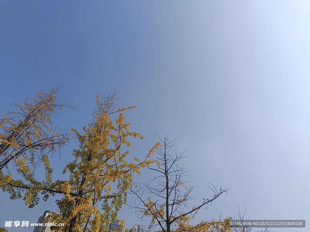 蓝天映衬下的金黄银杏树