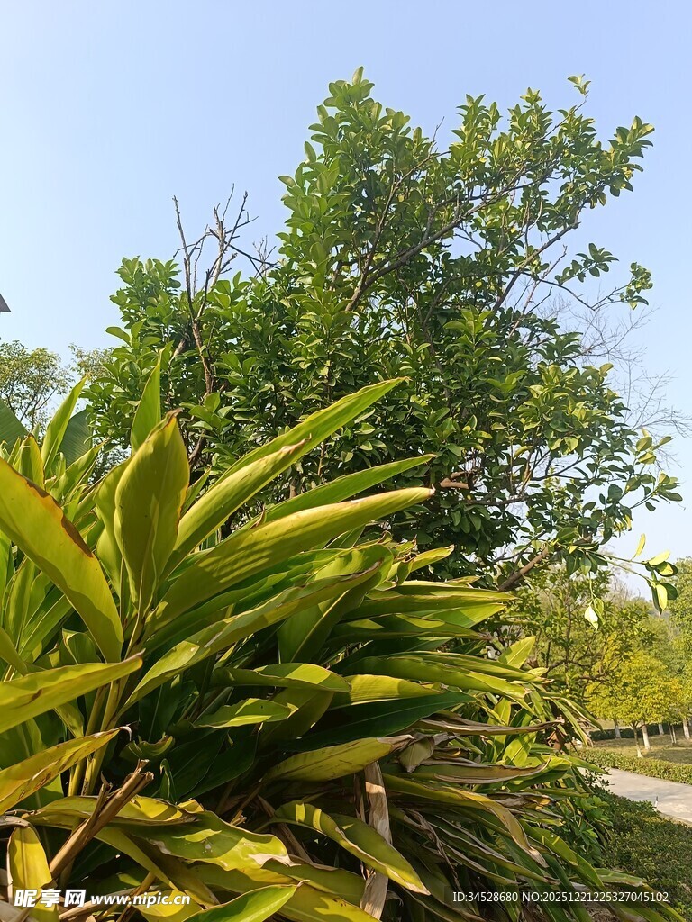 阳光下的葱郁绿植