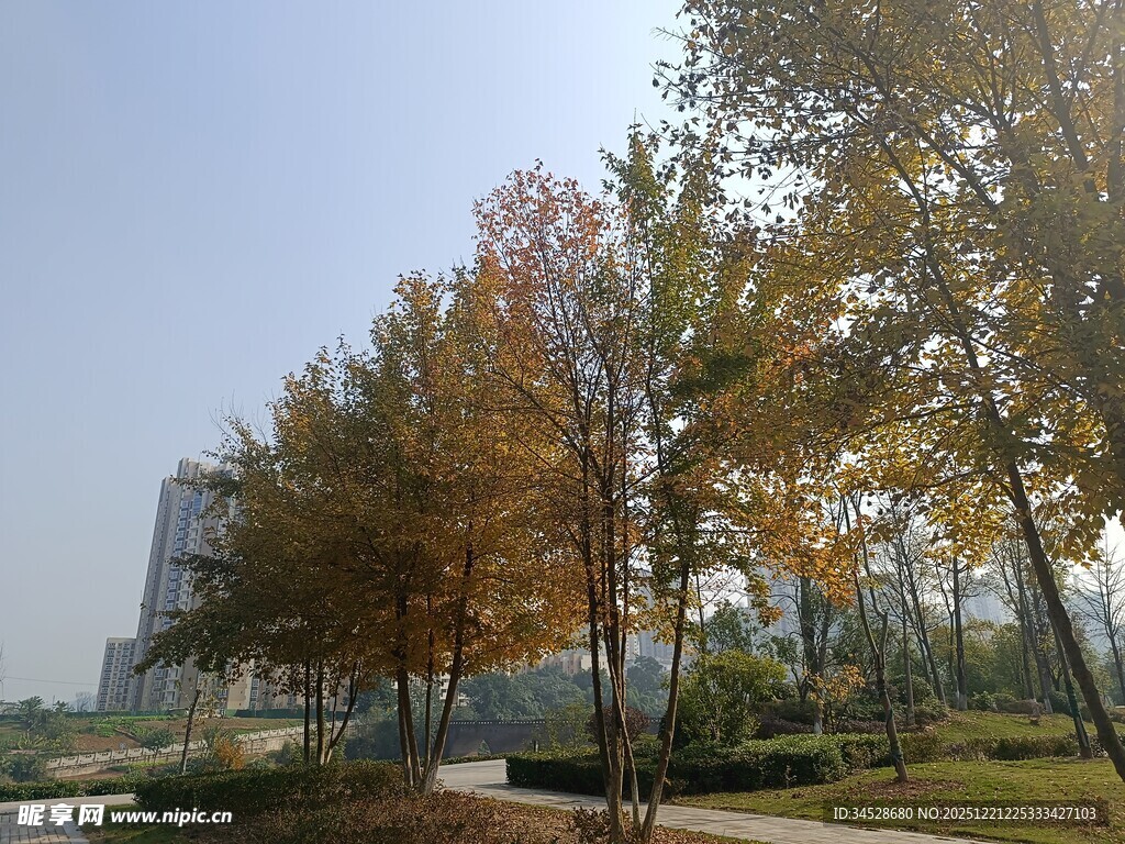 秋日公园树木风景