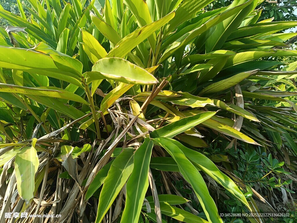 翠绿繁茂的热带植物