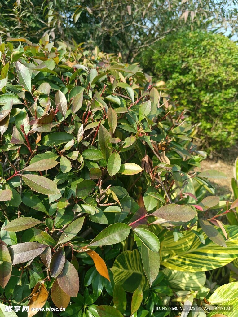 绿叶繁茂的植物景观