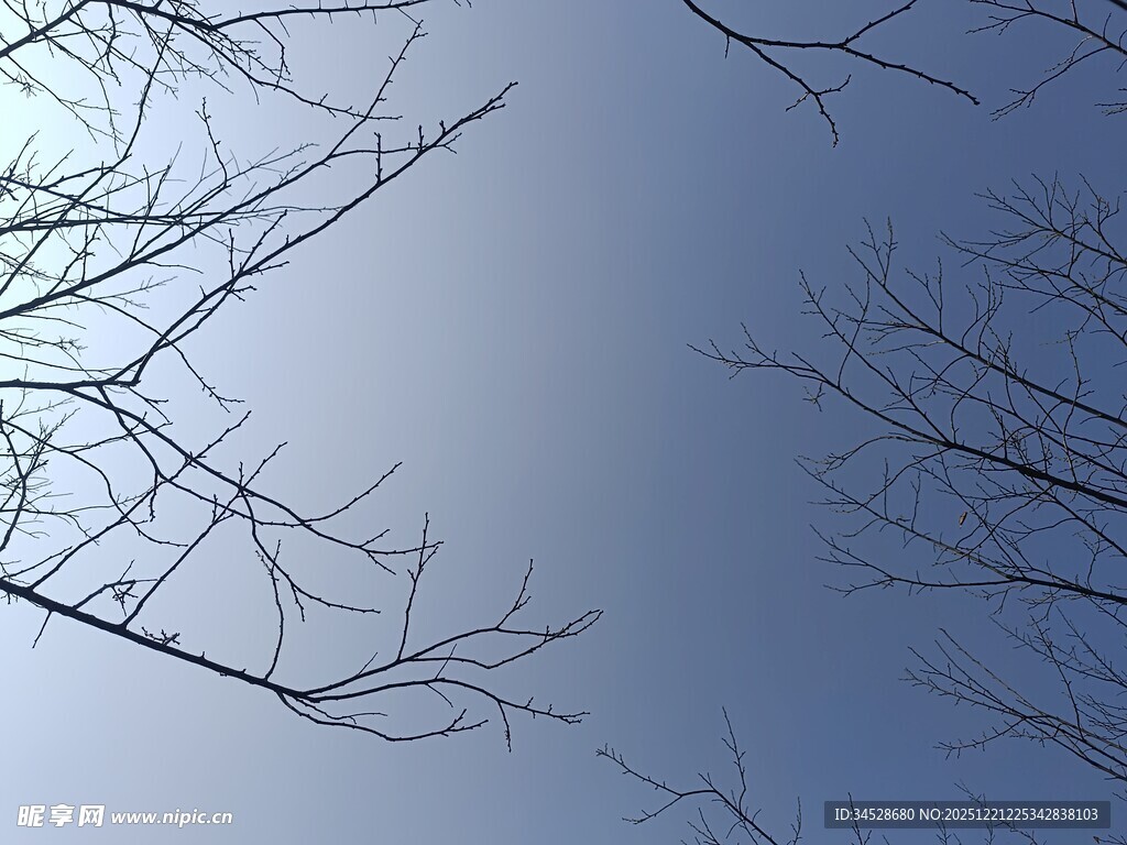 冬日光秃树枝与蓝天