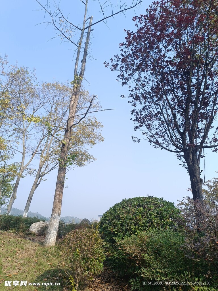 户外树木与绿植景致