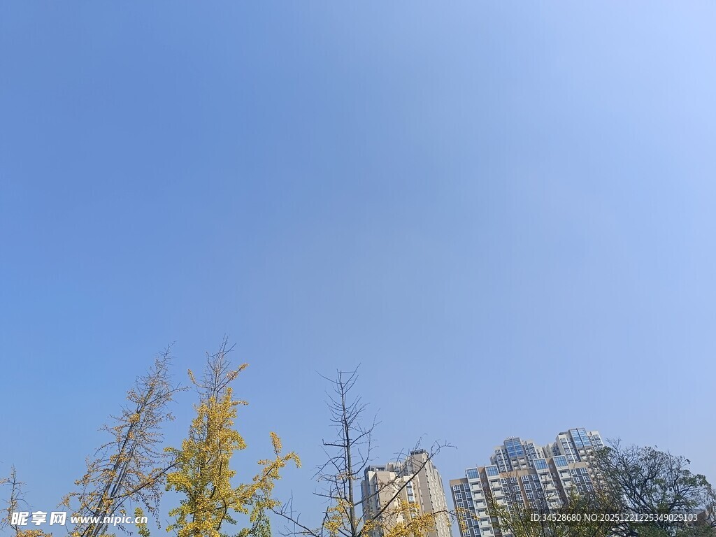 蓝天黄叶旁的高楼景观