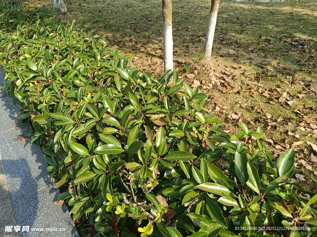 路边翠绿繁茂的灌木丛