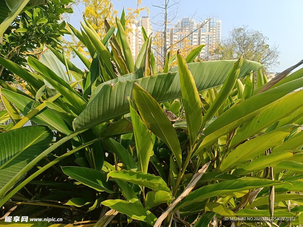 翠绿繁茂的热带植物景观