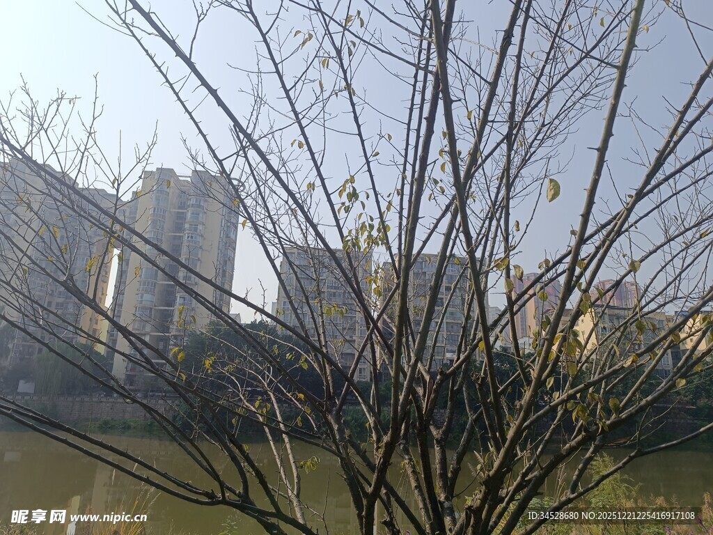 冬日河边光秃树木与建筑