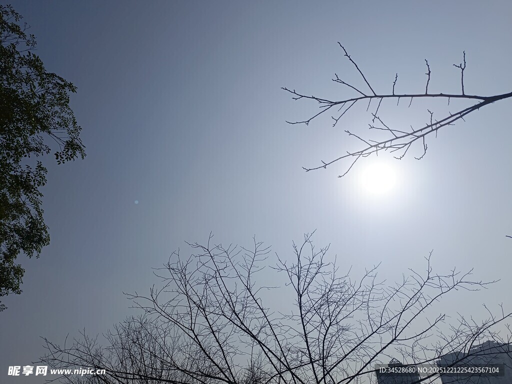 冬日暖阳下的光秃树枝