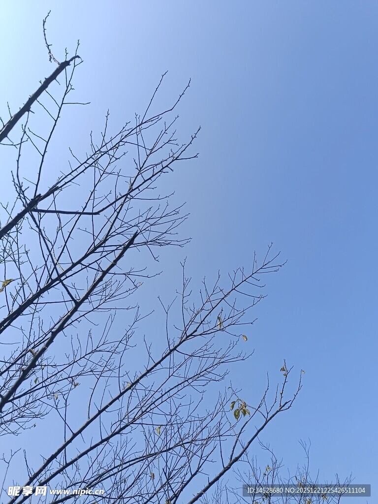 蓝天映衬下的光秃树枝
