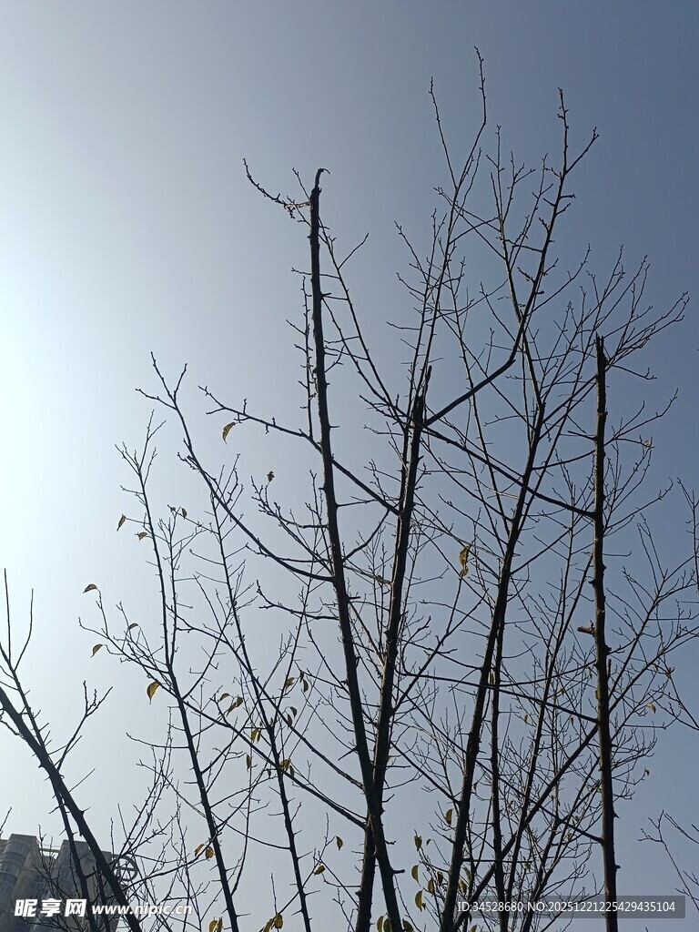 冬日光秃树枝与晴朗天空