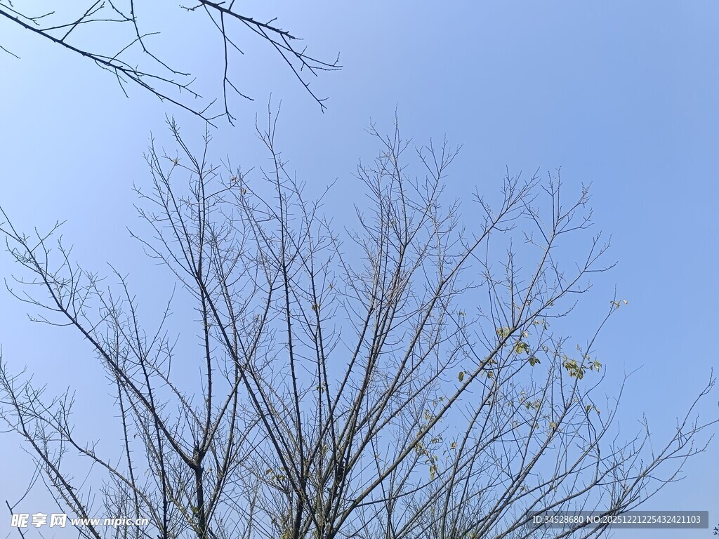 冬日光秃树枝映蓝天