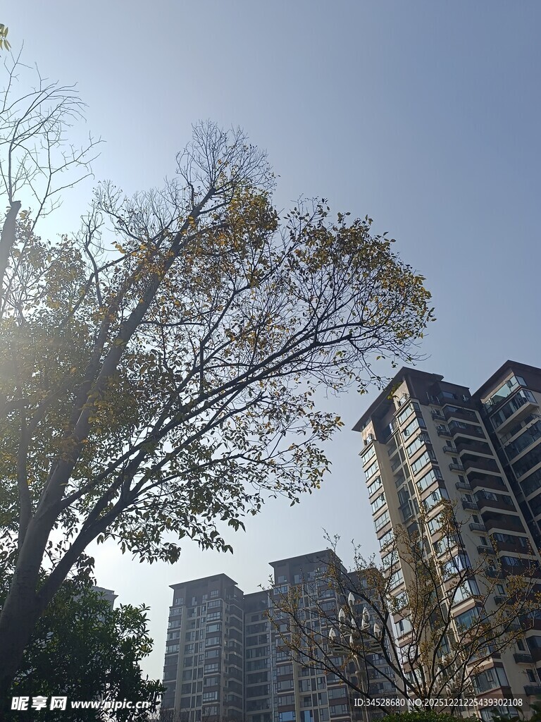 阳光照耀下的树木与高楼