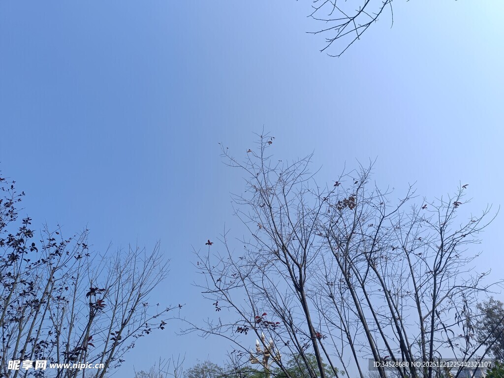 蓝天映衬下的稀疏树木