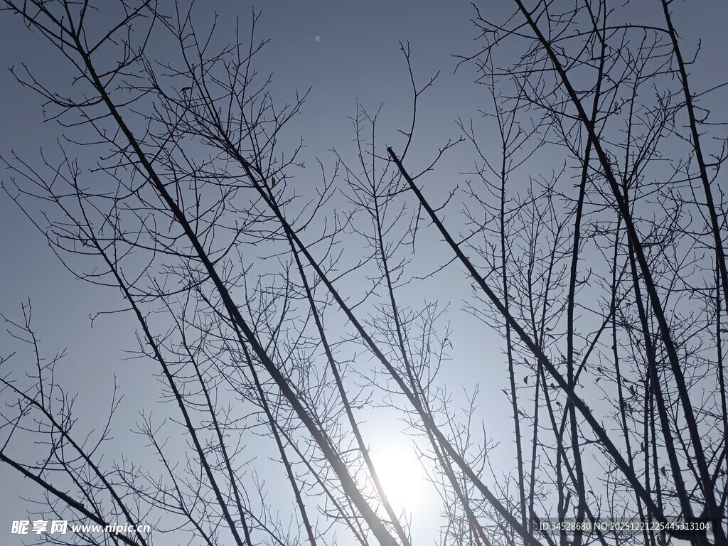 冬日树枝间的朦胧日光