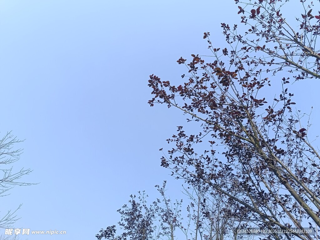 蓝天映衬下的枝叶