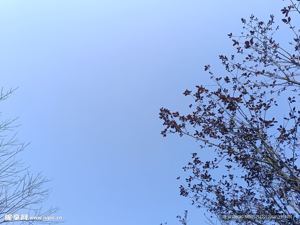 蓝天映衬下的树木枝叶