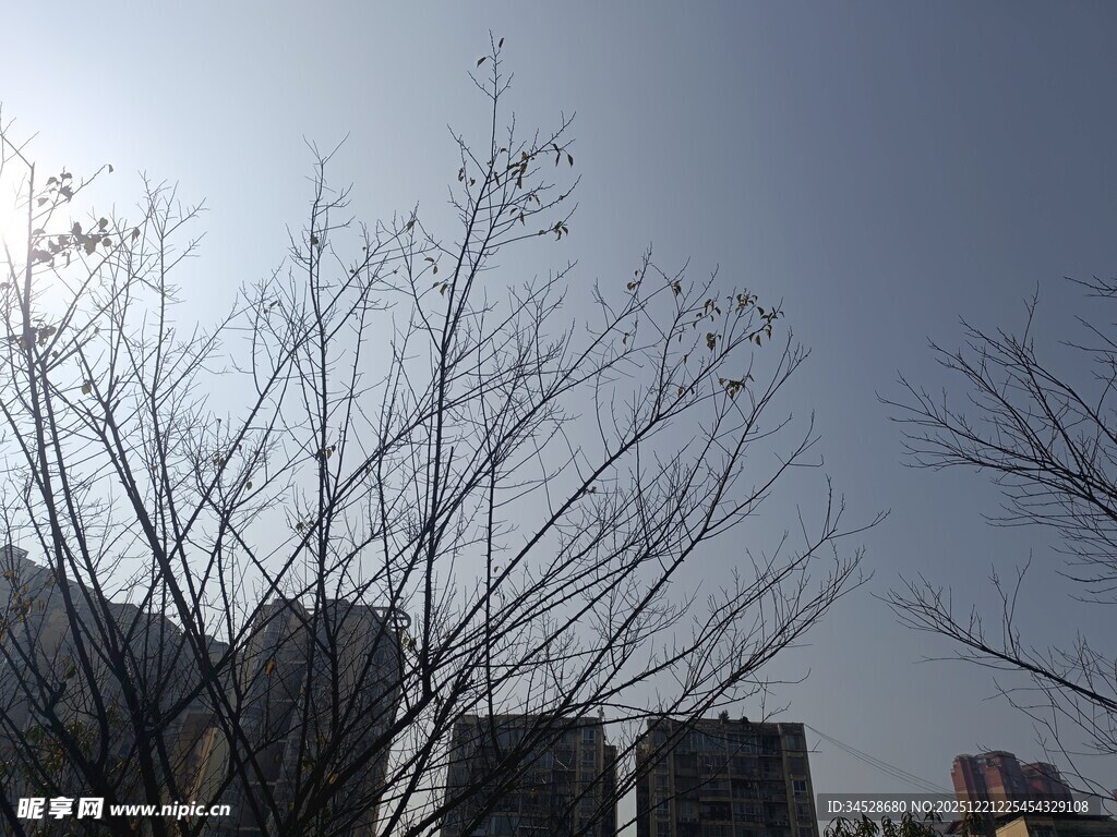 冬日树枝与城市建筑剪影