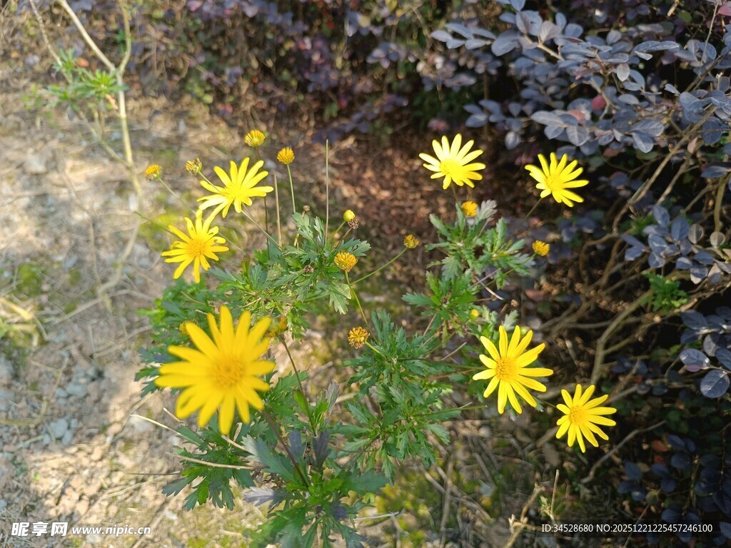 野外绽放的黄色小花