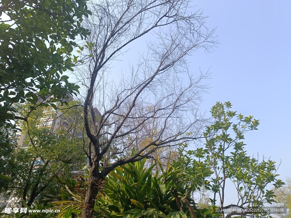 枯树与绿树相映的景致