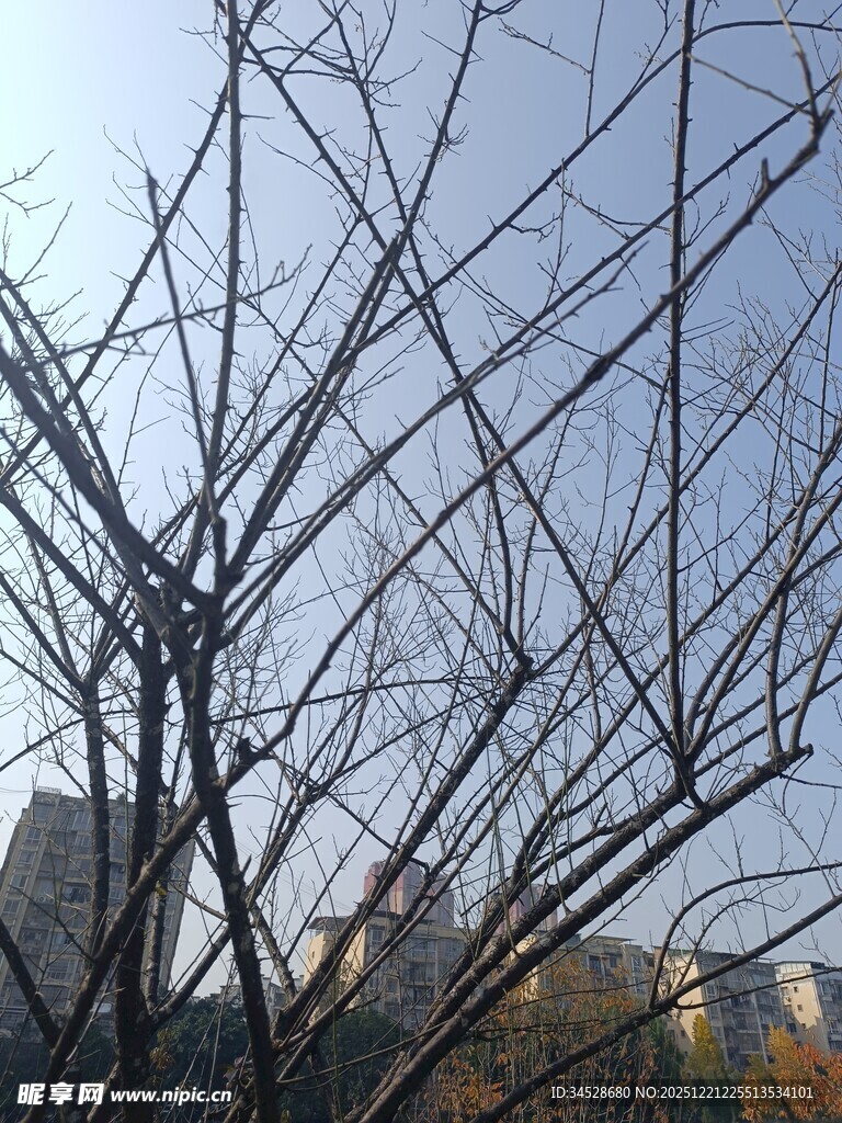 冬日光秃树枝与远处建筑