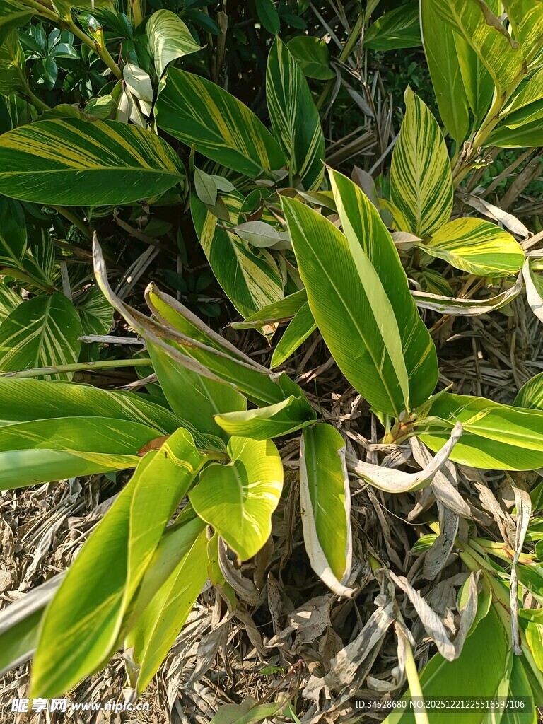 黄绿相间的斑斓植物