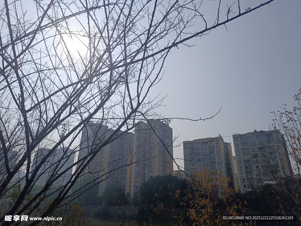 冬日枯树旁的高楼景象