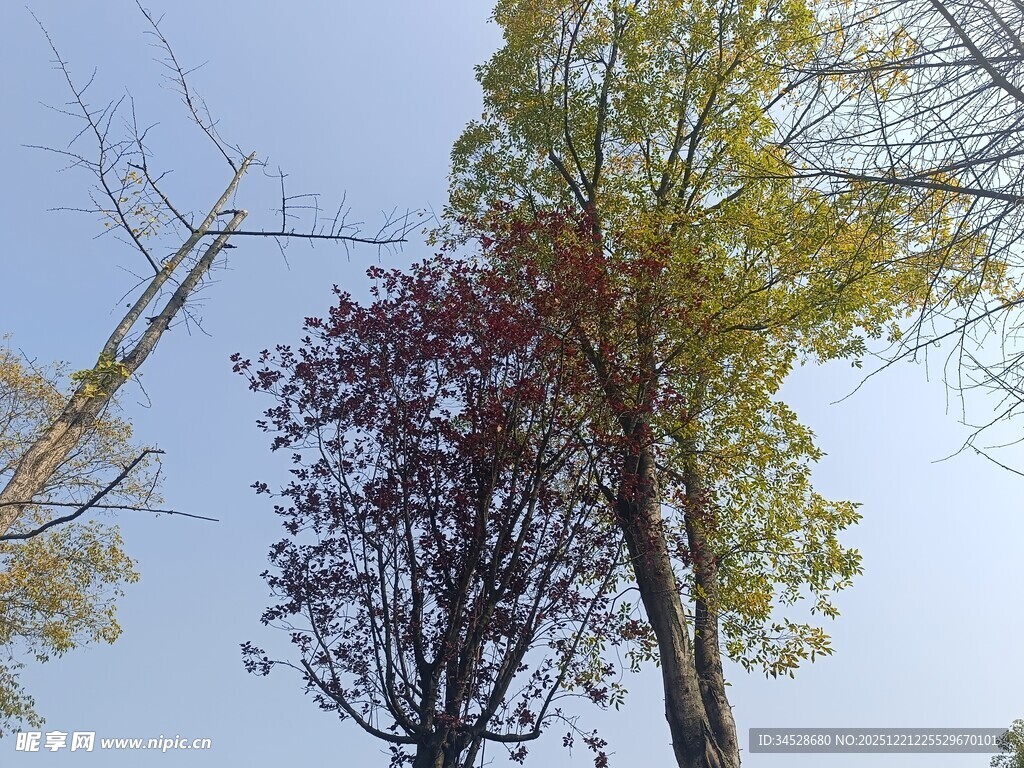 秋日树林树梢景色