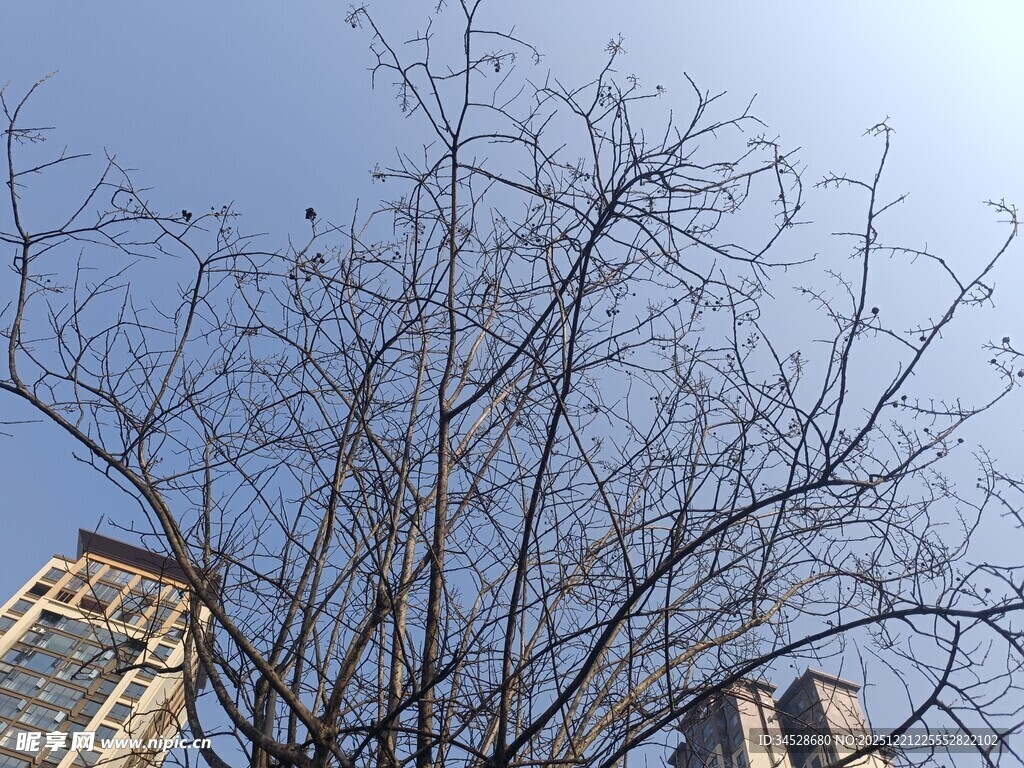 冬日枯树与高楼