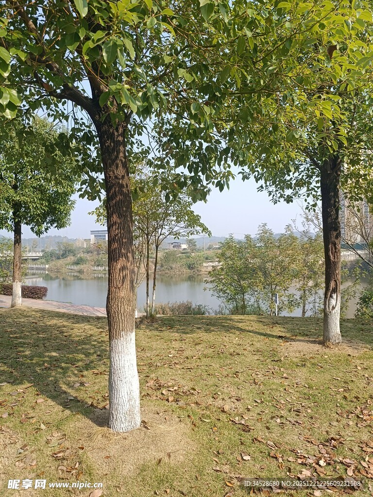 湖畔绿树成荫的静谧景致