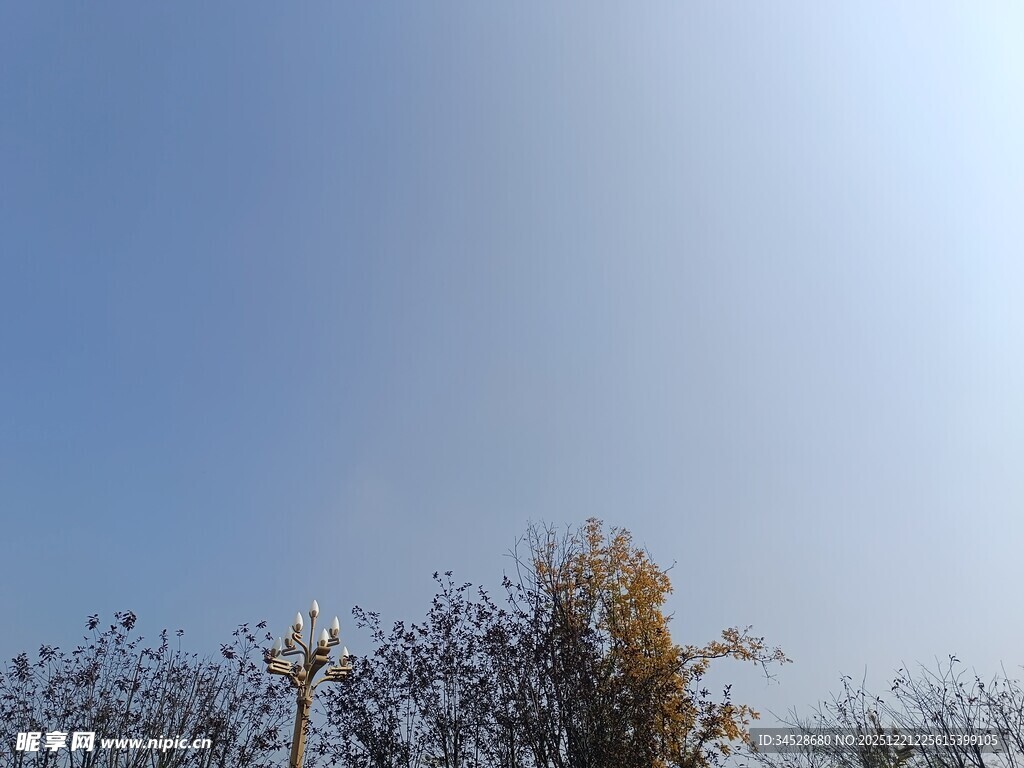 蓝天映衬下的树梢