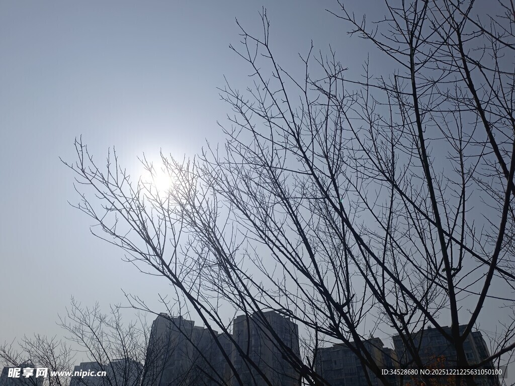 冬日光秃树枝与朦胧暖阳