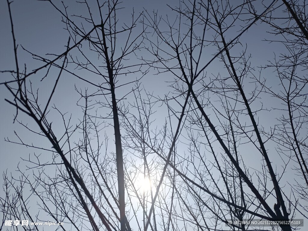冬日枯树与朦胧日光